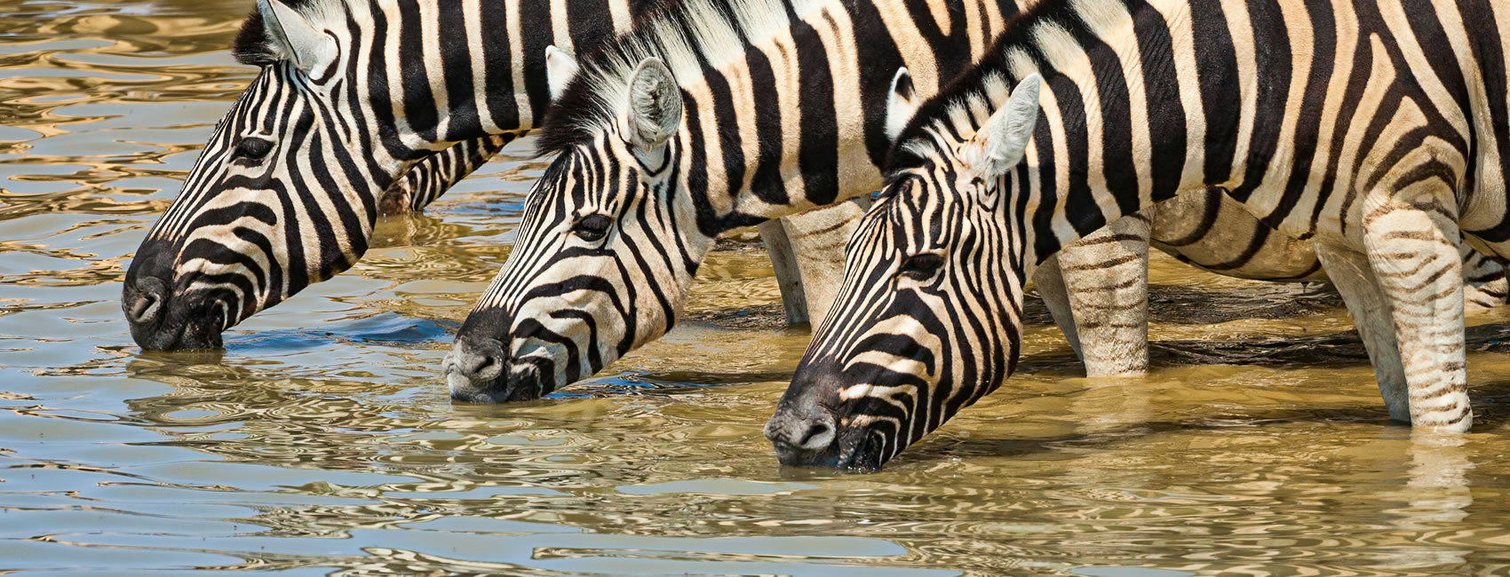 10 Days 9Nights Northern Tanzania Safaris