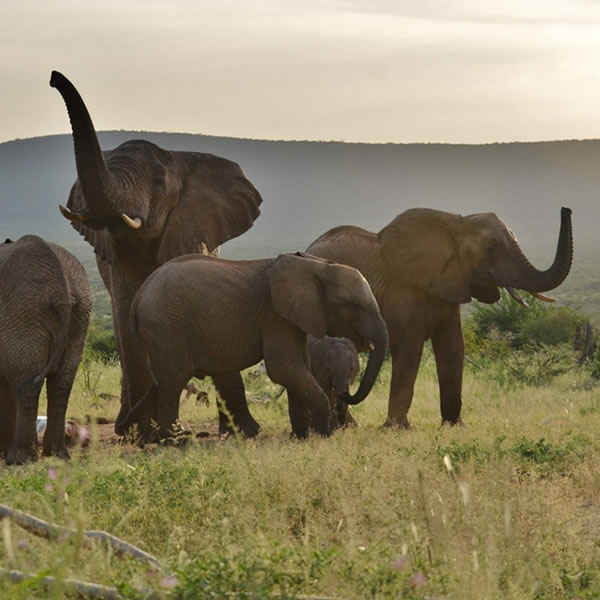 10 Days 9 Nights best of Kenya wildlife safari