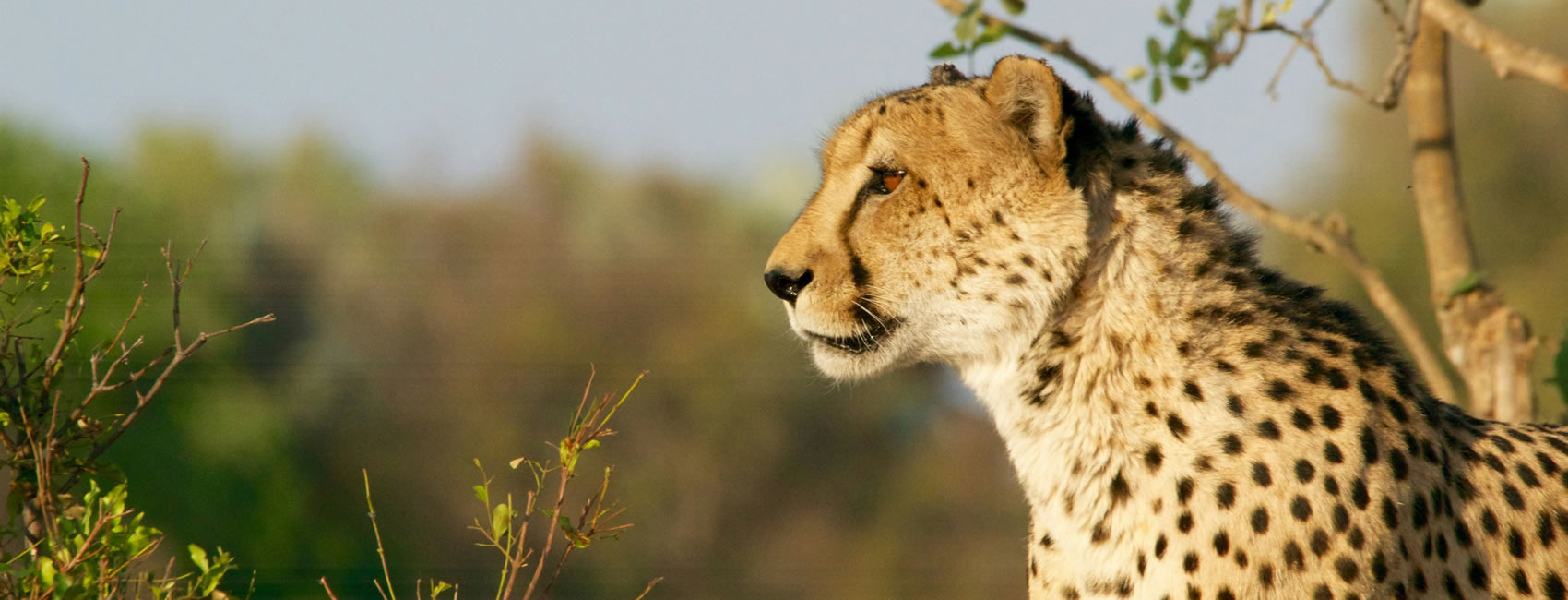14 Days 13 Nights Kenya wildlife safaris