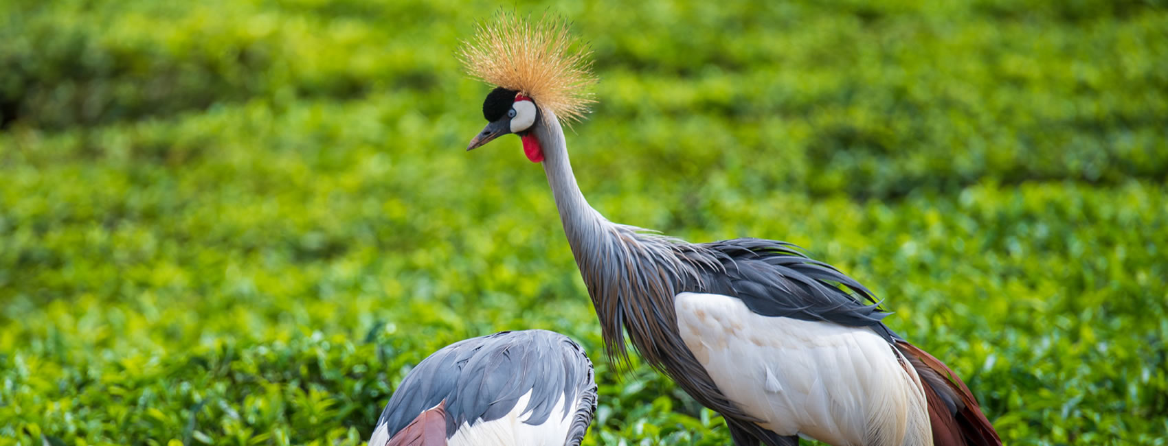 18 days 17 Nights Uganda birding safari