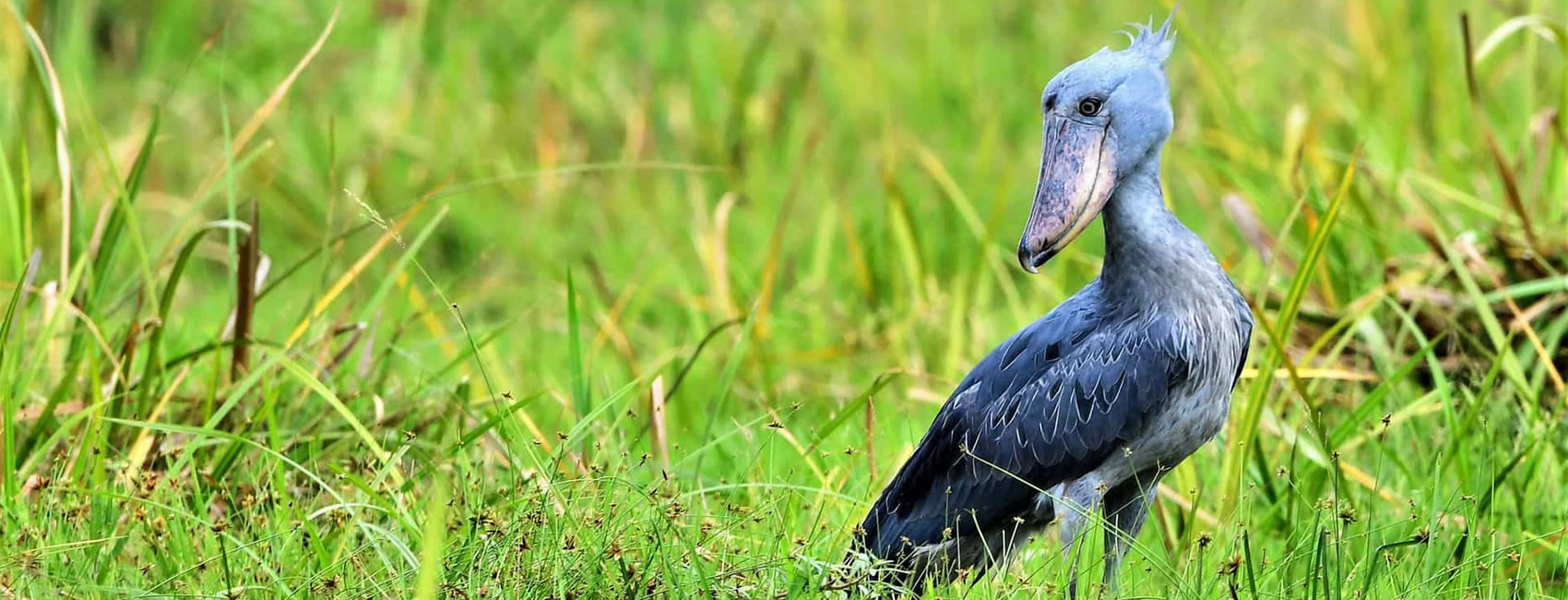 Tanzania Serengeti Self-Drive Bird Watching Tours