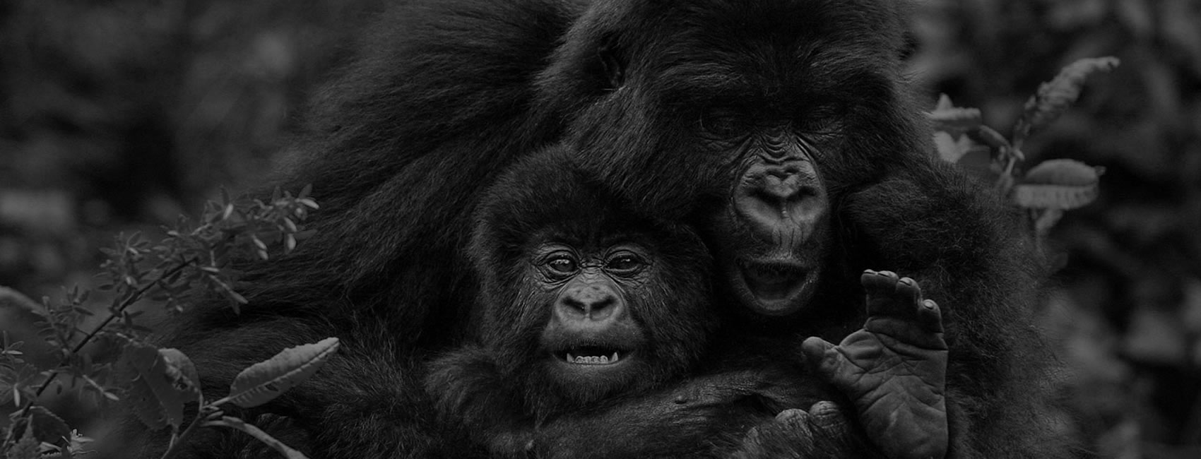 cultural & gorilla trekking experience in Rwanda