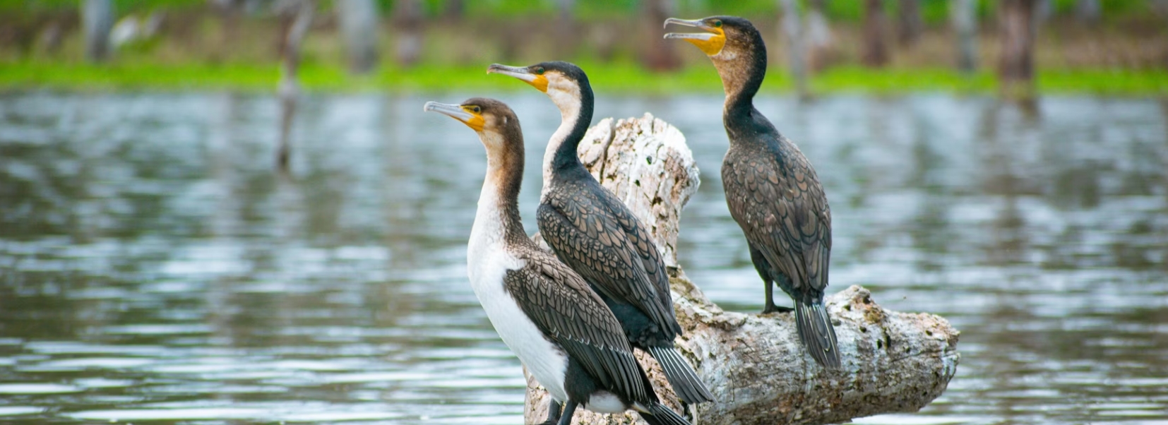10 days 9 Nights birding safari in Kenya