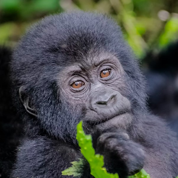 2 Days 1 Night Gorilla Tracking Safari in Bwindi national park safari