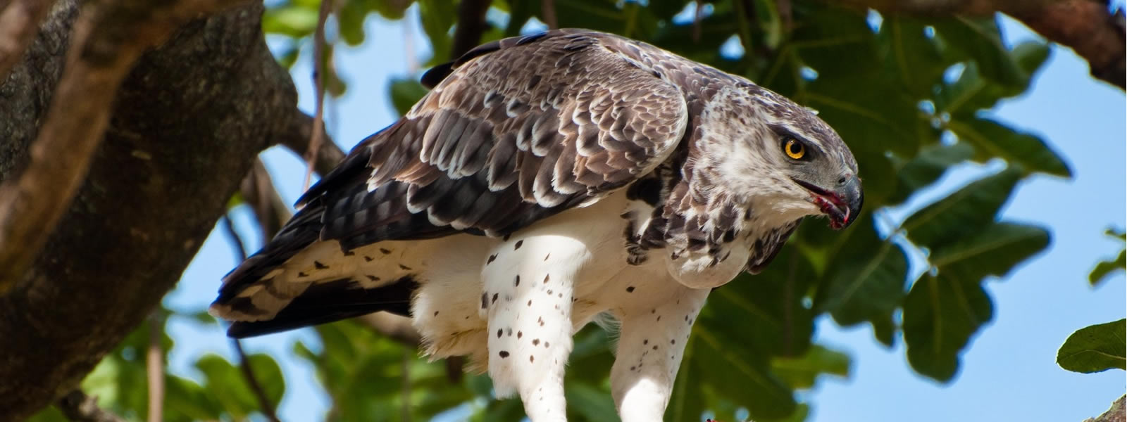 4 Days 3 Nights bird Watching safari Kenya