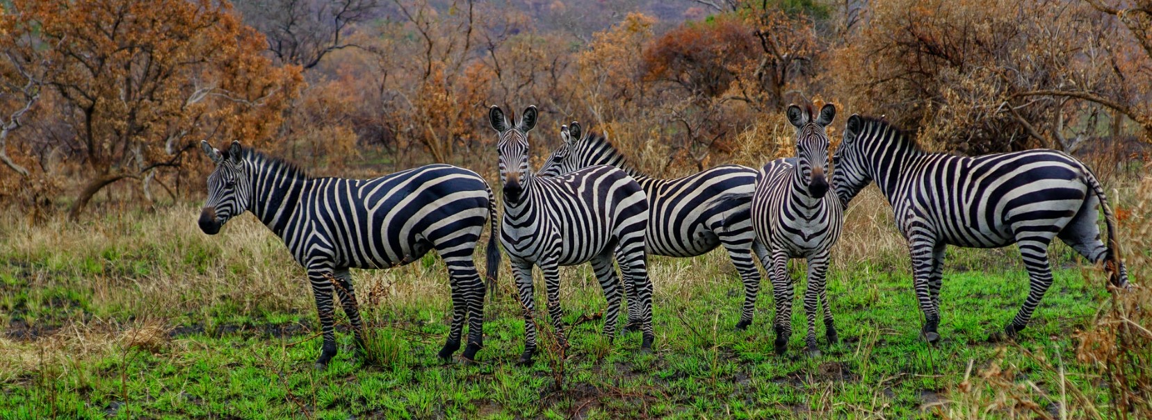 4 Days 3 Nights gorilla safari and Akagera national park