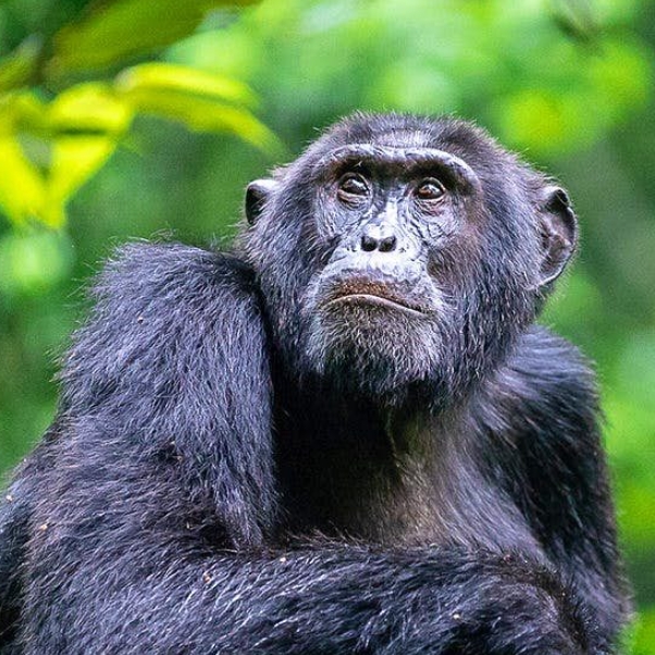 5 days 4 Nights Uganda Primates and wildlife safari