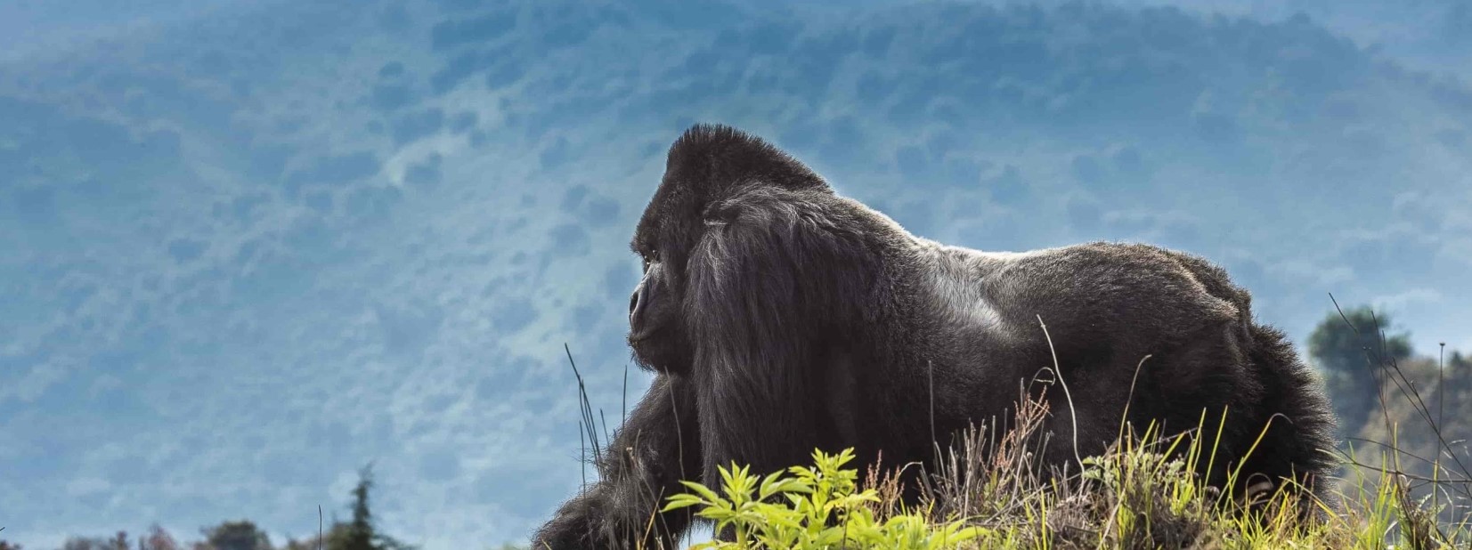 7 Days 6 Nights Rwanda Gorilla Safari And Cultural Tour
