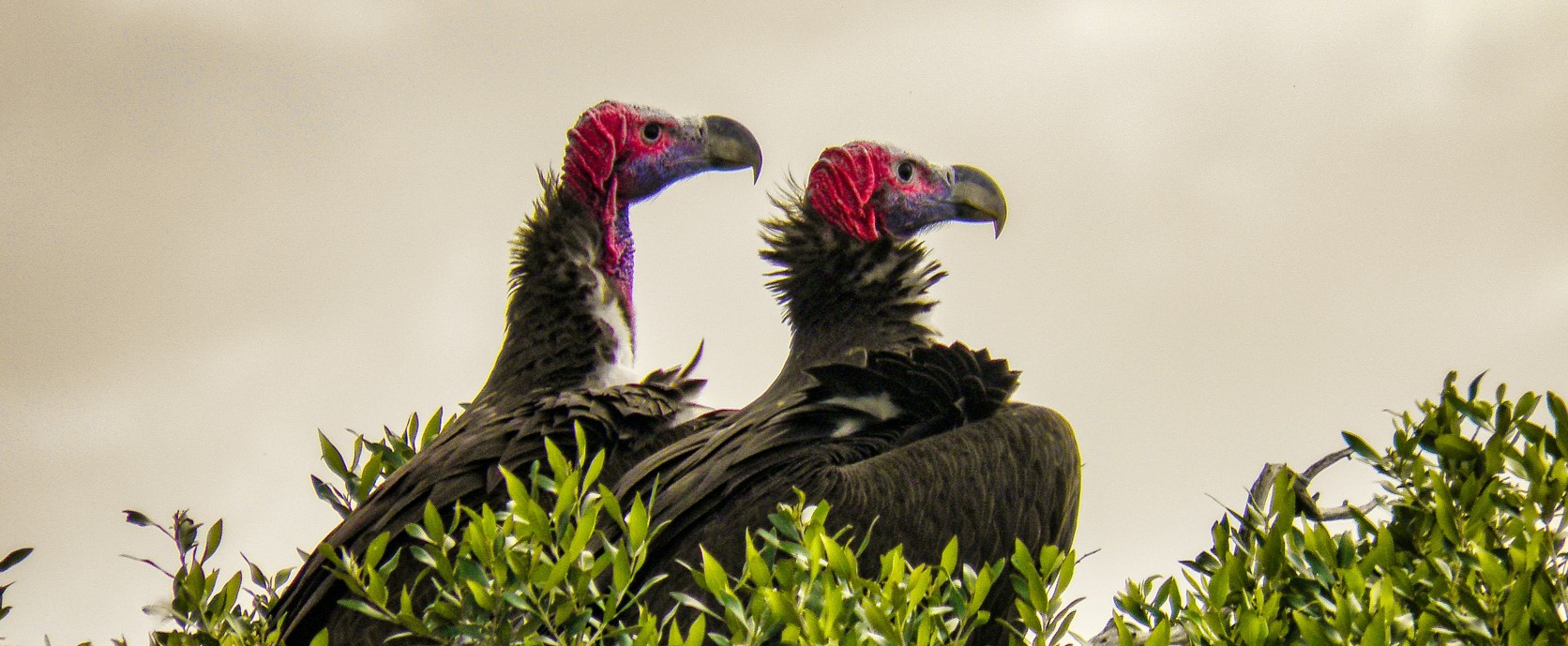 8 Days 7 Nights Best birding safari Kenya