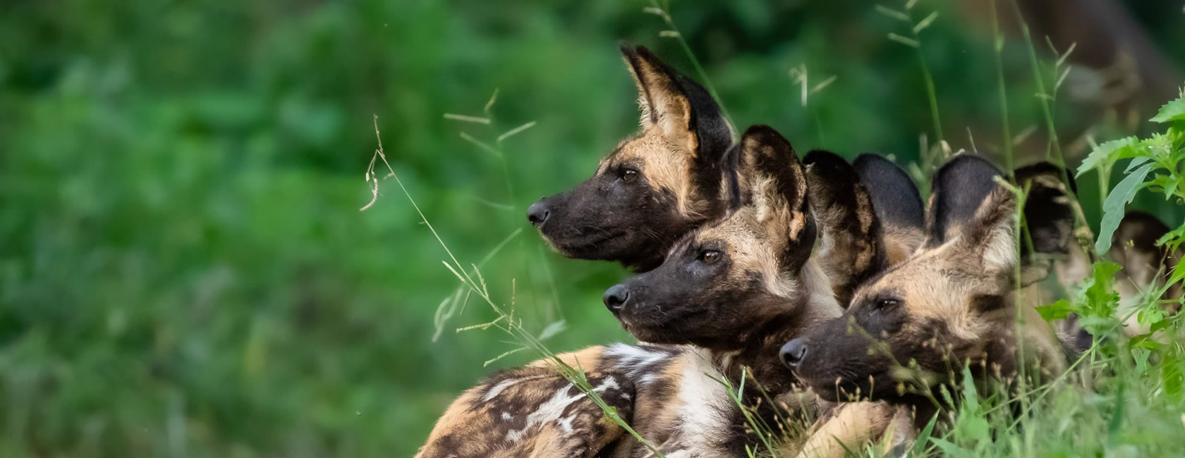 Explore the ‘Warm Heart of Africa’ on this short private tour and experience the country’s best game park – Majete – as well as the beautiful scenery and views of the Zomba Plateau and Lake Malawi