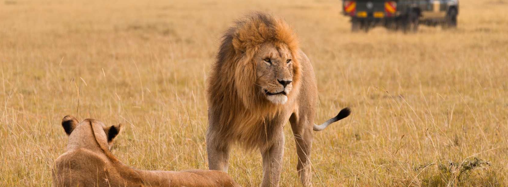 5 Days 4 Nights Best Of Masai Mara And Amboseli Wildlife Safari